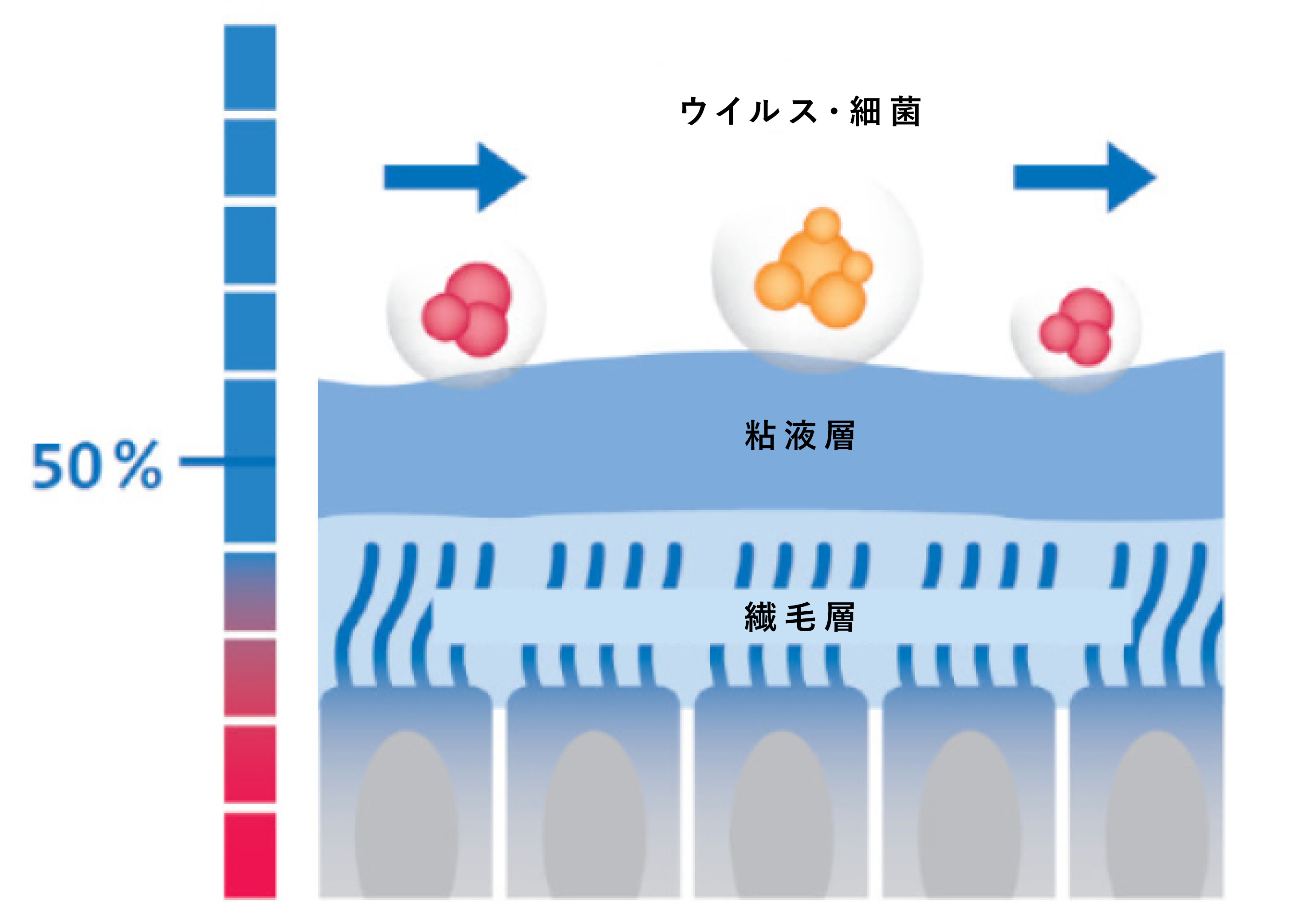 Moist airway mucous membranes Moist airway mucous membranes